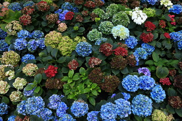 Hydrangea Macrophylla is a species of flowering plant in the family Hydrangeaceae. Flora Exhibition Hall, Map Ta Phut Subdistrict Rayong ,Thailand
