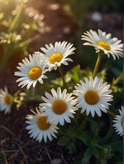 Fototapeta premium Beautiful daisies in the garden at sunset. Closeup generated by ai