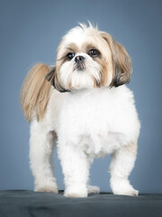 Shih tzu standing in profile in a photography studio