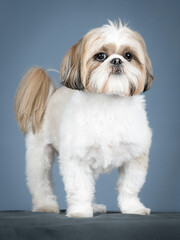 Shih tzu standing in profile in a photography studio
