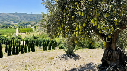 Silent sentinel, The Majestic Olive Tree - obrazy, fototapety, plakaty