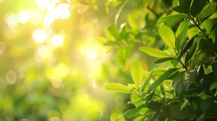 Obraz premium Sunlit Green Leaves in a Lush Forest