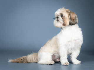 White and brown shih tzu sitting in a photography studio