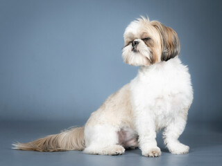White and brown shih tzu sitting in a photography studio