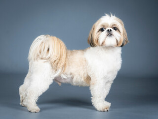 Shih tzu standing in profile in a photography studio