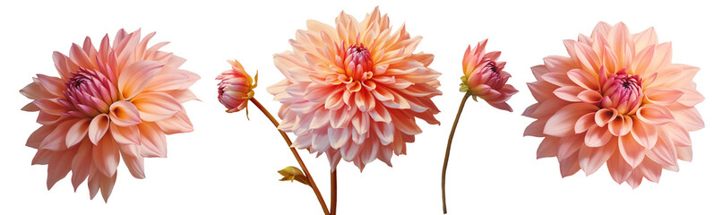 Pastel colored dahlia flowers set isolated on transparent background.