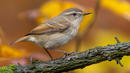   A small bird sits on a branch against a backdrop of indistinct yellow flowers and moss-covered branches