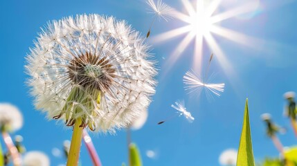   A tight shot of a dandelion against a bright blue sky, with a few more dandelions in the nearby foreground