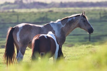 New Zealand © Paul James Bannerman