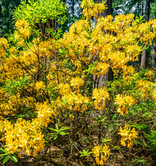 Federal Way Yellow Flowers Background