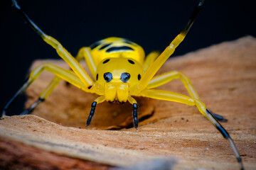 closeup eight spotted crab spider