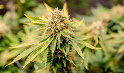Cannabis plant in flower