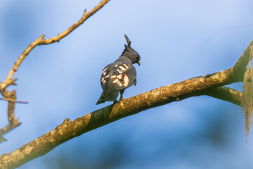 Black baza (Aviceda leuphotes) bird perched on a branch.