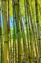 Close up of small bamboo forest in a Japanese garden in the south of France in spring