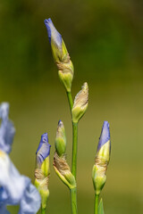 close up of purple violet flower blooming in the spring in the park of schloss charlottenburg in berlin on a sunny day