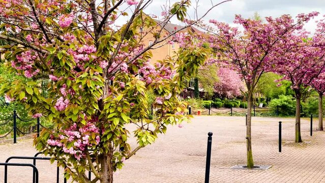 Beautiful pink blooming trees lining a residential area along the tranquil canal in Apsley, creating a picturesque spring scene in Hertfordshire countryside, England, United Kingdom. High quality 4k