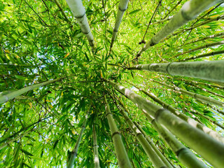 Beautiful shot from below of bamboo plants towards the sky giving the sensation of freshness and an...
