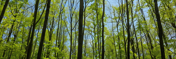 Obraz premium A densely wooded deciduous forest during early spring, with young, bright green leaves sprouting on the trees and a clear blue sky peeking through the canopy