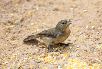 Bird eating on the ground