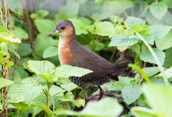 Bird in the vegetation