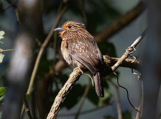 Brown bird on a branch