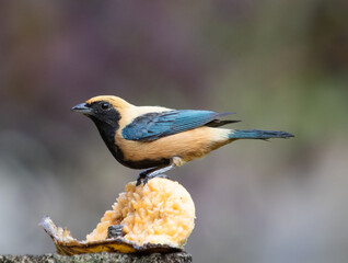 Fototapeta premium Bird over banana