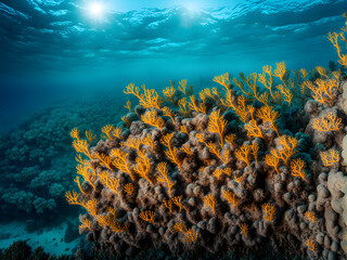 Fototapeta na wymiar Coral reefs on the seabed, beautiful underwater scenery, environmental protection, underwater photography, extreme sports