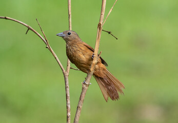 Brown bird on a branch