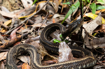 snake in the leaves