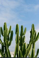 green cacti in front of the sky, outdoor decoration
