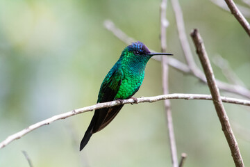 hummingbird on a branch