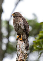 hawk perched