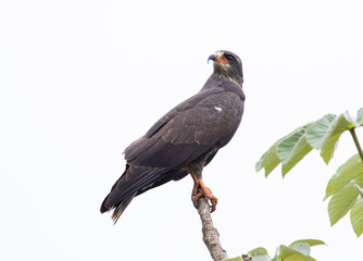 hawk on a branch