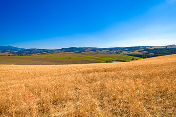 Naklejka premium Tuscany landscape with golden wheat field and clear blue sky