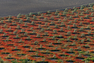 flowery field of wild poppies and olive trees, Peal de Becerro. 