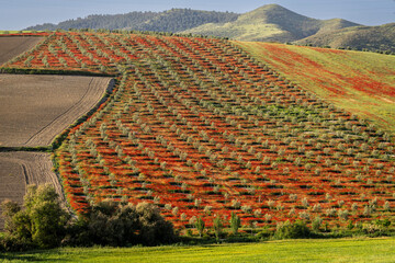 flowery field of wild poppies and olive trees, Peal de Becerro. 