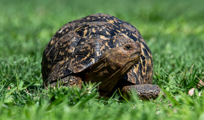 Female leopard tortoise (Stigmochelys pardalis) exploring in a private garden.