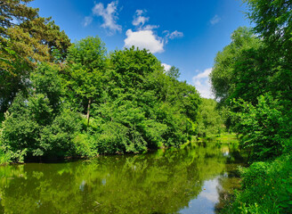 Summer landscape, the river in the park, tree in the park