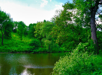 Summer landscape, the river in the park, tree in the park