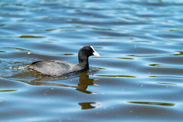 colorfull mallard duck on a sunny day in a pond in berlin germany