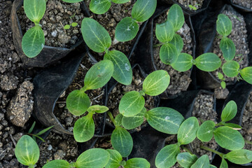vegetable seedlings ready to be planted