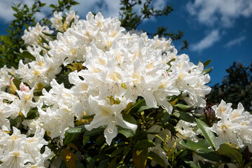 Frühling in Deutschland - Weisser Rhododendron in voller Blüte in Nahaufnahme