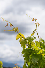 close-up image of grapevine with its leaf and fruit just sprouted, very small and very young healthy grapes next to the young leaves of the vineyard