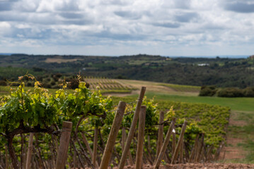 vines sprouting nearby and we see fields of vineyards as far as the eye can see, horizon and sky