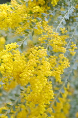yellow flowers in spring