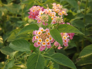 There are many types of beautiful colorful flowers in nature.