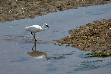 Little Egret (Egretta garzetta) searching for food in the Foz estuary in Ramallosa, Nigran, Pontevedra, Spain