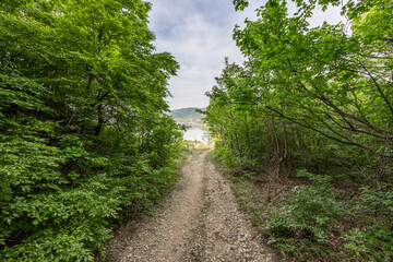 Obraz premium A serene forest path opens up to a breathtaking view of a mountain and lake under a clear sky