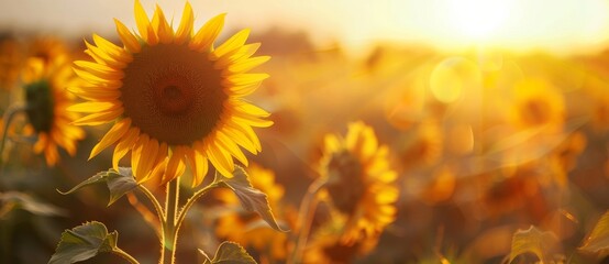Fototapeta premium Sunflower field harvest sunflower oil