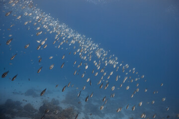 Underwater seascape coral and fishes